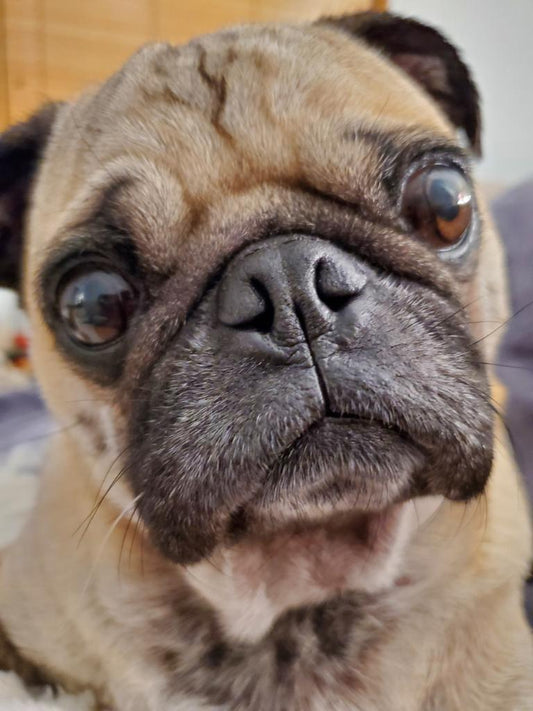 Pet Parent Tips + Lloyd the Pug's Allergies Overcome!!