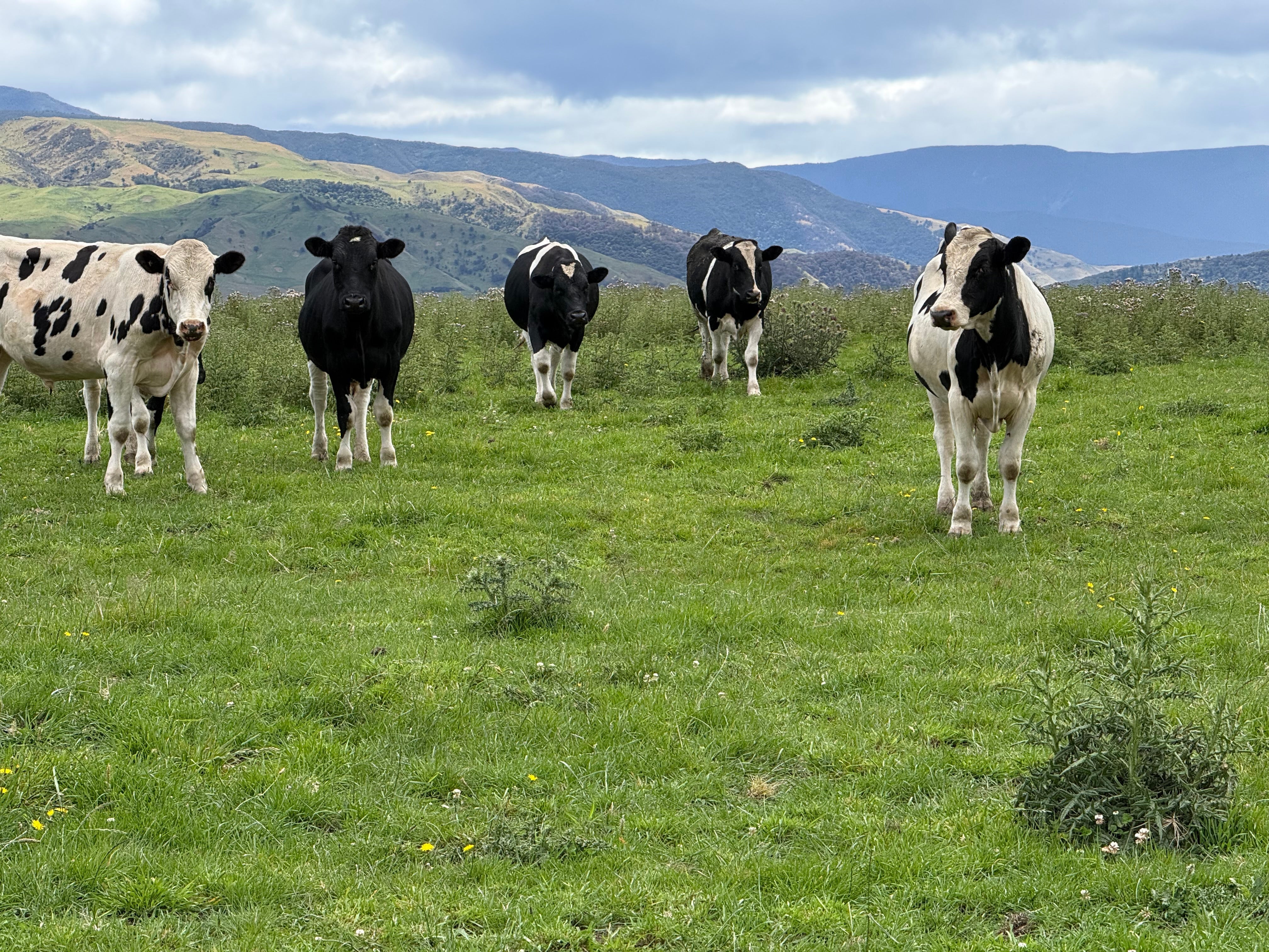 Some of the grass-fed, free-range cattle we source from in New Zealand — the 'where' and 'how' behind our beef.