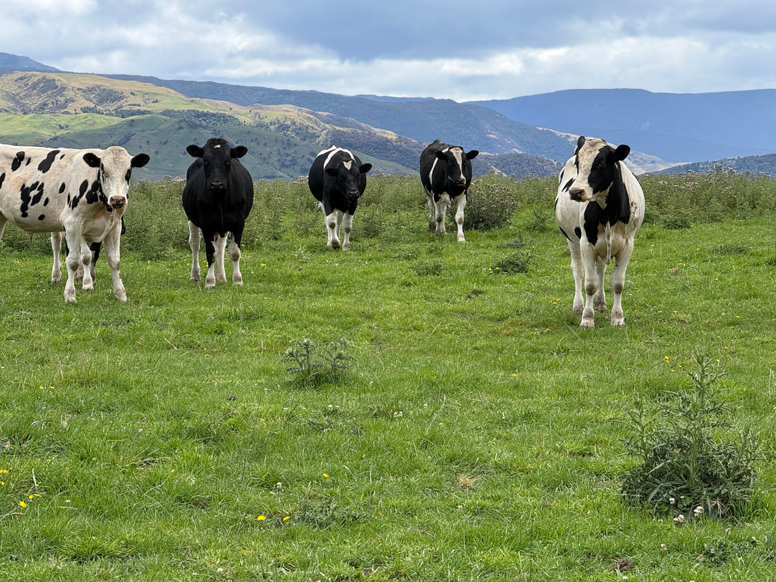 Some of the grass-fed, free-range cattle we source from in New Zealand — the 'where' and 'how' behind our beef.
