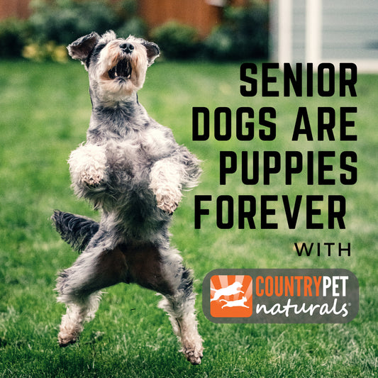 Senior Dogs Stay Healthy & Active with CountryPet Naturals | Caring for Your Furry Friend