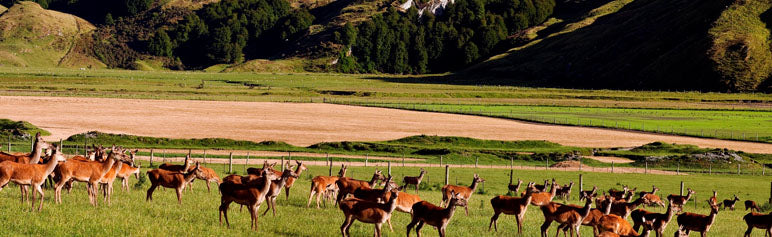 Farm Diary: What "Grass-Fed" Actually Means in New Zealand