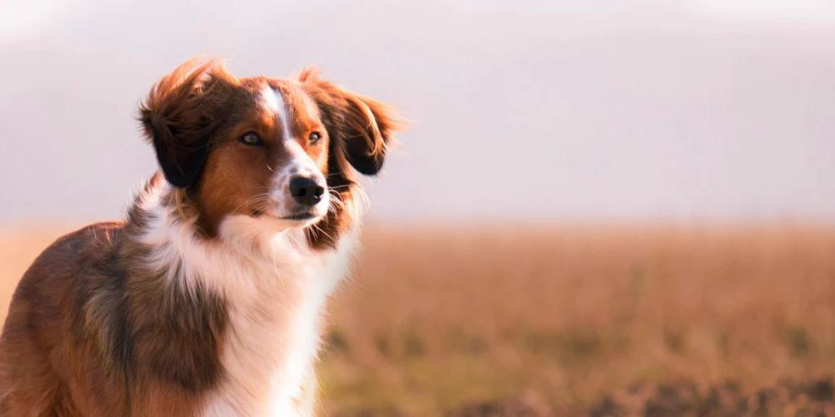 CountryPet Naturals Pet Food from New Zealand